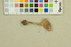  ( - O-F-312057)  @11 [ ] by-nc-sa (2025) Unspecified University of Oslo, Natural History Museum