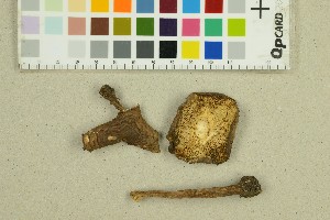  (Echinoderma - O-F-71119)  @11 [ ] by-nc-sa (2025) Unspecified University of Oslo, Natural History Museum