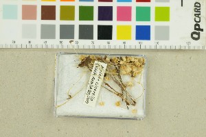  ( - O-F-76835)  @11 [ ] by-nc-sa (2025) Unspecified University of Oslo, Natural History Museum