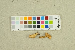  ( - O-F-77001)  @11 [ ] by-nc-sa (2025) Unspecified University of Oslo, Natural History Museum