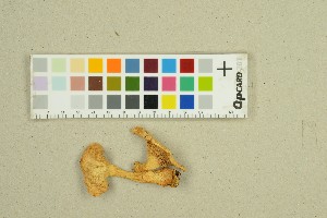  ( - O-F-77002)  @11 [ ] by-nc-sa (2025) Unspecified University of Oslo, Natural History Museum