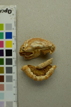  (Pholiota - O-F-58432)  @11 [ ] by-nc-sa (2025) Unspecified University of Oslo, Natural History Museum
