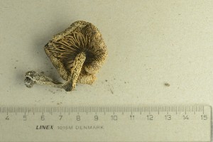  (Entoloma sepium - O-F-61923)  @11 [ ] by-nc-sa (2021) Unspecified University of Oslo, Natural History Museum