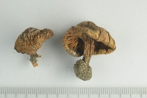 ( - O-F-65198)  @11 [ ] by-nc-sa (2021) Unspecified University of Oslo, Natural History Museum