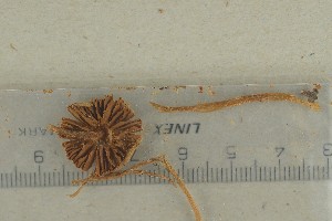  ( - O-F-65337)  @11 [ ] by-nc-sa (2021) Unspecified University of Oslo, Natural History Museum