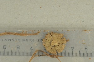  ( - O-F-65337)  @11 [ ] by-nc-sa (2021) Unspecified University of Oslo, Natural History Museum