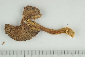  ( - O-F-65859)  @11 [ ] by-nc-sa (2021) Unspecified University of Oslo, Natural History Museum