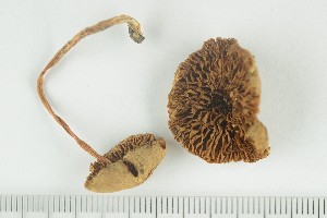  (Inocybe furfurea - O-F-66686)  @11 [ ] by-nc-sa (2021) Unspecified University of Oslo, Natural History Museum