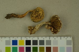  ( - O-F-67616)  @11 [ ] by-nc-sa (2023) Unspecified University of Oslo, Natural History Museum