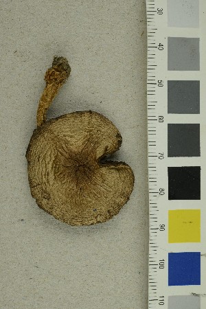  (Agaricus semotus - O-F-68736)  @11 [ ] CreativeCommons - Attribution Non-Commercial Share-Alike (2019) Unspecified University of Oslo, Natural History Museum