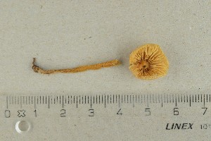  (Hygrocybe - O-F-68749)  @11 [ ] by-nc-sa (2021) Unspecified University of Oslo, Natural History Museum