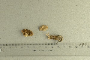  ( - O-F-69637)  @11 [ ] by-nc-sa (2021) Unspecified University of Oslo, Natural History Museum