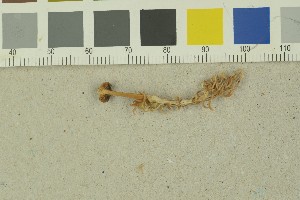  (Galerina sphagnicola - O-F-71238)  @11 [ ] Unspecified (default): All Rights Reserved (2022) Unspecified University of Oslo, Natural History Museum