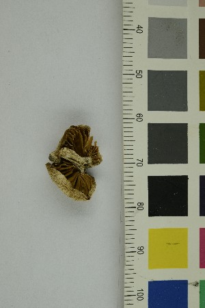  ( - O-F-71273)  @11 [ ] CreativeCommons - Attribution Non-Commercial Share-Alike (2018) Unspecified University of Oslo, Natural History Museum