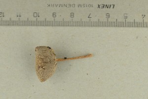  ( - O-F-72209)  @11 [ ] by-nc-sa (2021) Unspecified University of Oslo, Natural History Museum