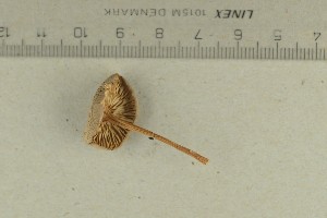  ( - O-F-72209)  @11 [ ] by-nc-sa (2021) Unspecified University of Oslo, Natural History Museum