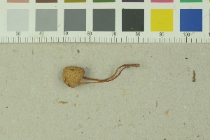  (Galerina vittiformis var. vittiformis - O-F-73122)  @11 [ ] Unspecified (default): All Rights Reserved (2022) Unspecified University of Oslo, Natural History Museum