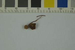  ( - O-F-73175)  @11 [ ] by-nc-sa (2023) Unspecified University of Oslo, Natural History Museum