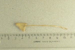  (Conocybe albipes_BD2 - O-F-73333)  @11 [ ] by-nc-sa (2021) Unspecified University of Oslo, Natural History Museum