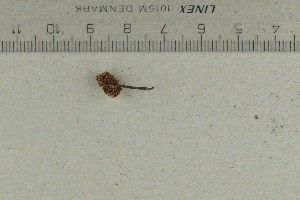  ( - O-F-73514)  @11 [ ] by-nc-sa (2021) Unspecified University of Oslo, Natural History Museum