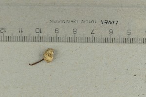  ( - O-F-73514)  @11 [ ] by-nc-sa (2021) Unspecified University of Oslo, Natural History Museum