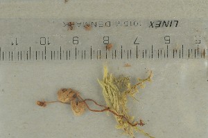  ( - O-F-73890)  @11 [ ] by-nc-sa (2021) Unspecified University of Oslo, Natural History Museum