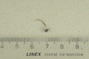  (Mycenella favreana - O-F-74381)  @11 [ ] by-nc-sa (2022) Unspecified University of Oslo, Natural History Museum