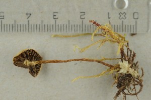  ( - O-F-74601)  @11 [ ] by-nc-sa (2021) Unspecified University of Oslo, Natural History Museum
