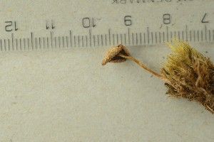  ( - O-F-74607)  @11 [ ] by-nc-sa (2021) Unspecified University of Oslo, Natural History Museum