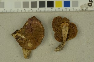  (Hortiboletus engelii - O-F-93643)  @11 [ ] by-nc-sa (2023) Unspecified University of Oslo, Natural History Museum