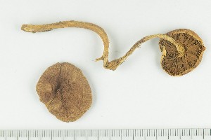  ( - O-F-125002)  @11 [ ] by-nc-sa (2021) Unspecified University of Oslo, Natural History Museum