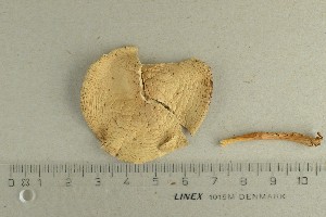  ( - O-F-153091)  @11 [ ] by-nc-sa (2021) Unspecified University of Oslo, Natural History Museum