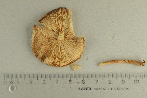  ( - O-F-153091)  @11 [ ] by-nc-sa (2021) Unspecified University of Oslo, Natural History Museum