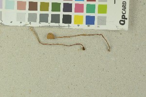  (Galerina paludosa - O-F-153974)  @11 [ ] by-nc-sa (2016) Unspecified University of Oslo, Natural History Museum