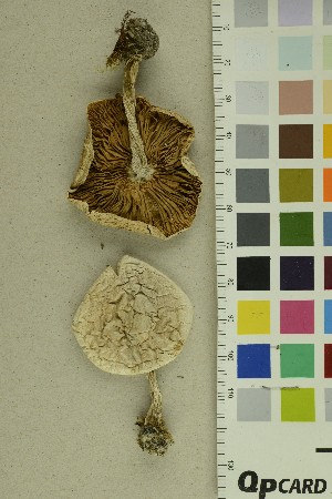  ( - O-F-154635)  @11 [ ] CreativeCommons - Attribution Non-Commercial Share-Alike (2018) Unspecified University of Oslo, Natural History Museum