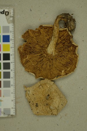  ( - O-F-154644)  @11 [ ] by-nc-sa (2023) Unspecified University of Oslo, Natural History Museum