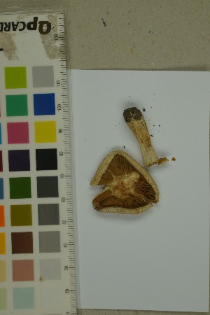  ( - O-F-154650)  @11 [ ] by-nc-sa (2023) Unspecified University of Oslo, Natural History Museum