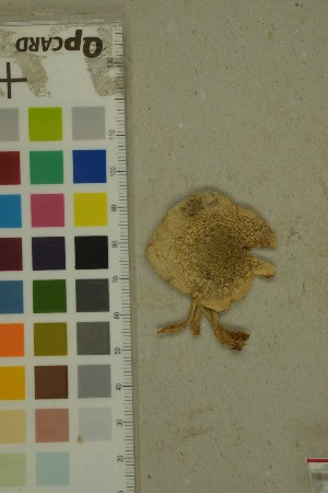  (Hebeloma crustuliniforme - O-F-154652)  @11 [ ] by-nc-sa (2023) Unspecified University of Oslo, Natural History Museum