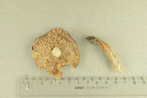  (Russula fragilis - O-F-159724)  @11 [ ] by-nc-sa (2022) Unspecified University of Oslo, Natural History Museum