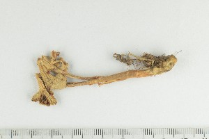  ( - O-F-166774)  @11 [ ] by-nc-sa (2021) Unspecified University of Oslo, Natural History Museum