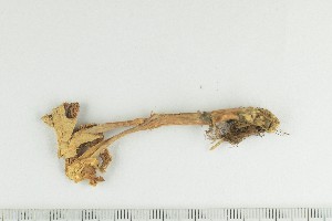  ( - O-F-166774)  @11 [ ] by-nc-sa (2021) Unspecified University of Oslo, Natural History Museum