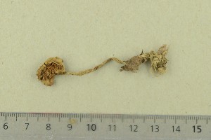  ( - O-F-167683)  @11 [ ] by-nc-sa (2020) Unspecified University of Oslo, Natural History Museum