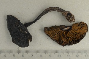  ( - O-F-168384)  @11 [ ] by-nc-sa (2021) Unspecified University of Oslo, Natural History Museum