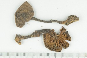  ( - O-F-169140)  @11 [ ] by-nc-sa (2021) Unspecified University of Oslo, Natural History Museum