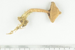  ( - O-F-169313)  @11 [ ] by-nc-sa (2021) Unspecified University of Oslo, Natural History Museum
