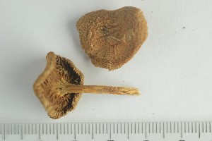  ( - O-F-172264)  @11 [ ] by-nc-sa (2021) Unspecified University of Oslo, Natural History Museum