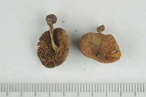 (Inocybe salicis - O-F-172388)  @11 [ ] by-nc-sa (2021) Unspecified University of Oslo, Natural History Museum
