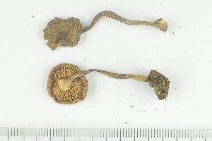  ( - O-F-172411)  @11 [ ] by-nc-sa (2021) Unspecified University of Oslo, Natural History Museum