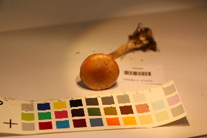  ( - TROM_F_17329)  @11 [ ] CreativeCommons - Attribution Non-Commercial Share-Alike (2017) Unspecified Tromsø University Museum