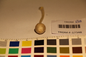  ( - TROM_F_17348)  @11 [ ] CreativeCommons - Attribution Non-Commercial Share-Alike (2017) Unspecified Tromsø University Museum